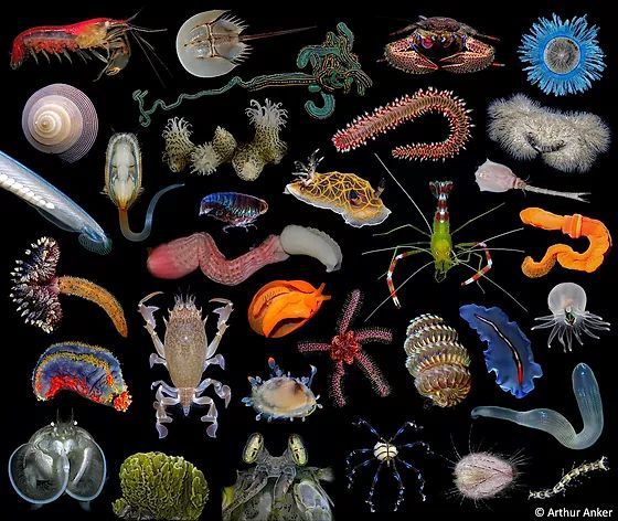 ForBio and UiB course: Systematics and Evolution of Marine Invertebrates -  ForBio